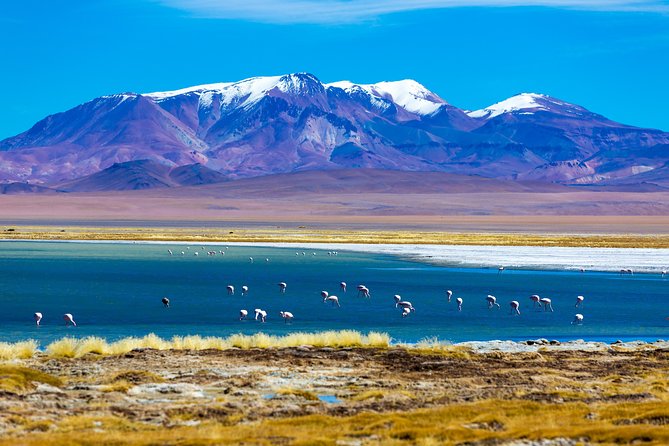Altiplanic Lagoons & Piedras Rojas Tour from San Pedro de Atacama - From San Pedro to the salt flat