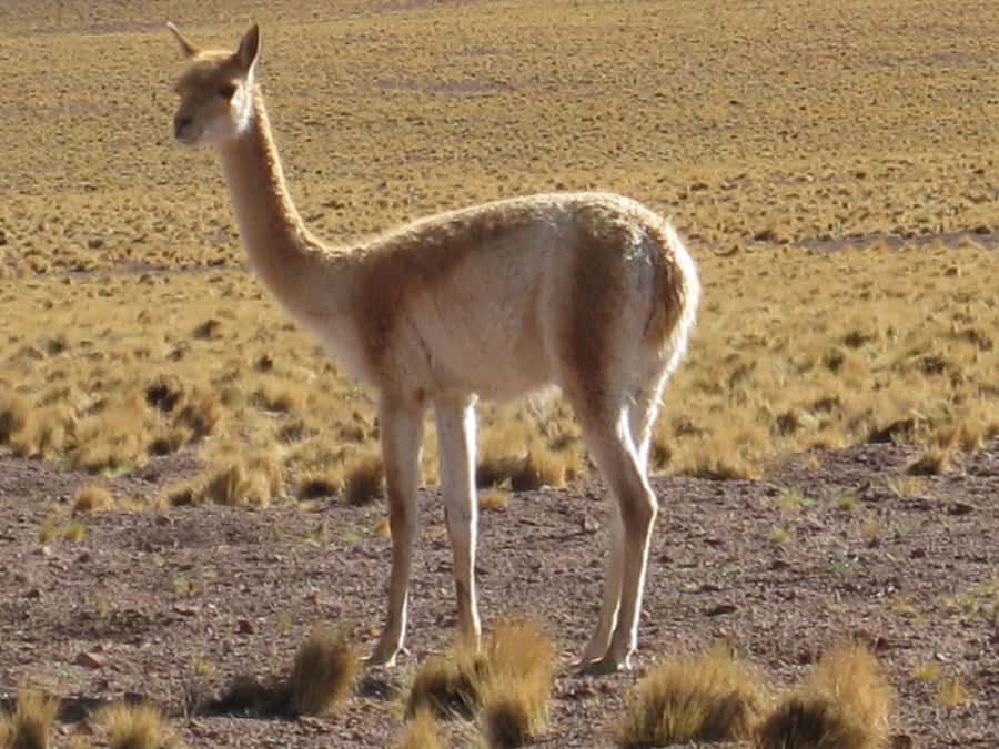Andean Saltflats full-day with breakfast and lunch - Key points to know before you book