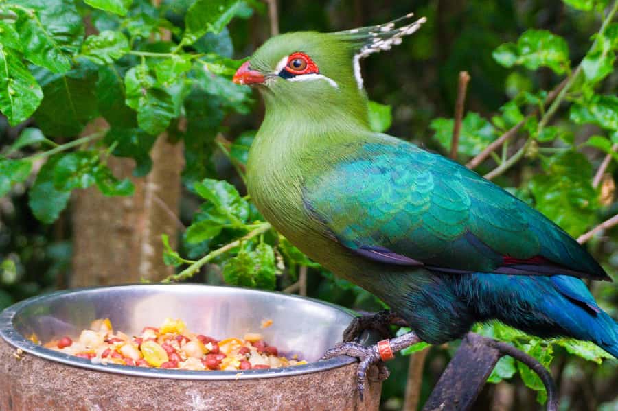 Aviary & Tricao Park Tour with Undurraga Wine Tasting - Parque Tricao and its free-flying birds