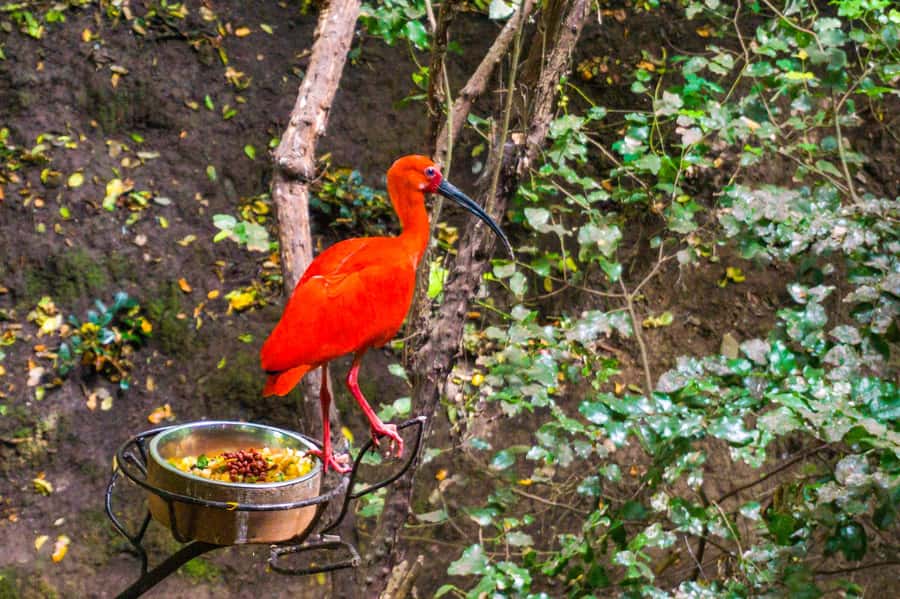 Aviary & Tricao Park Tour with Undurraga Wine Tasting - Walking through Viña Undurraga since 1885
