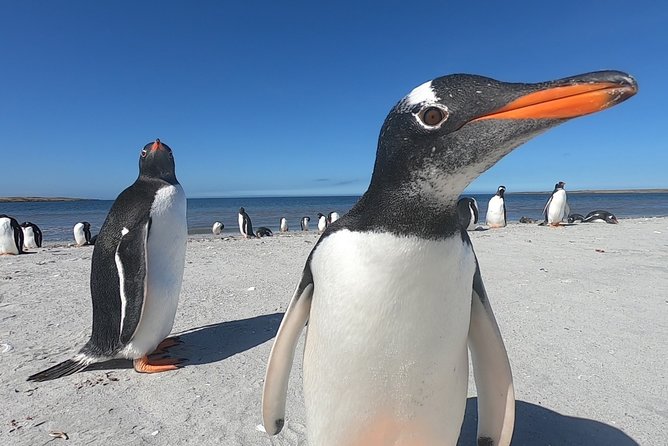 Bertha’s Beach & Beyond - Your Falklands, Your Way! - What makes this Falklands tour special
