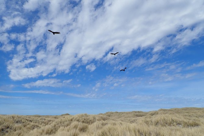 Bertha’s Beach & Beyond - Your Falklands, Your Way! - A small-group way to see the Falklands