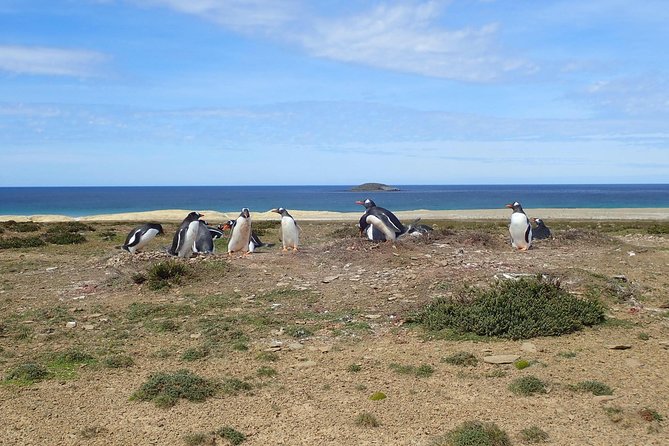 Bertha’s Beach & Beyond - Your Falklands, Your Way! - Bertha’s Beach and the Gentoo colony