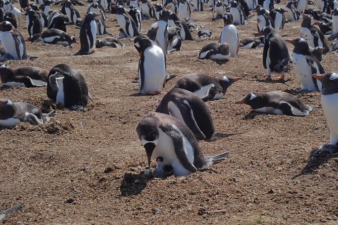 Bertha’s Beach & Beyond - Your Falklands, Your Way! - Stanley’s sights after the beach