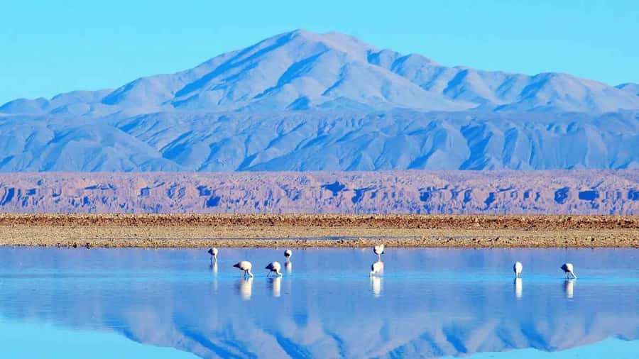 Caracoles: Red Stones of Atacama and Chaxa Guided Day Trip - Key points at a glance