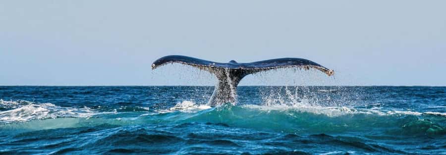 Chañaral de Aceituno boat ticket - Key points before you book