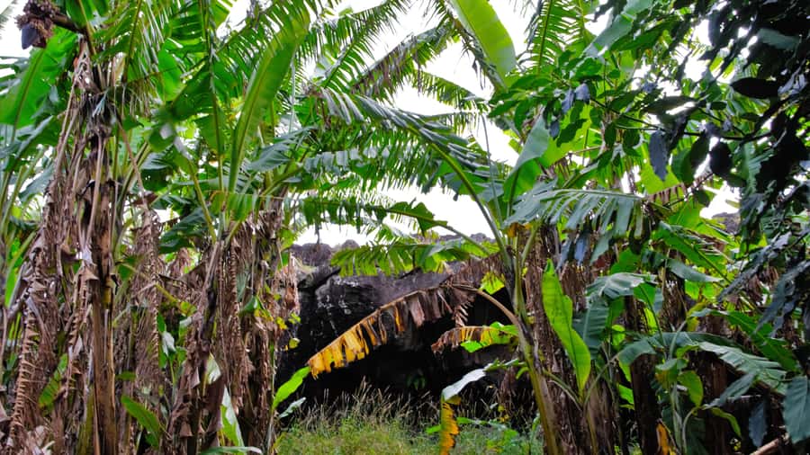Easter Island: Full Day Ancestral Caves and Orongo Village - Why this six-hour route works