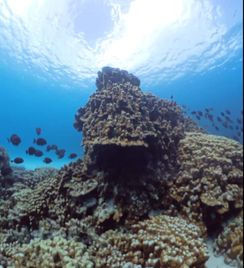 Easter island: Snorqueling tour on coral reefs - Guides who make the water easier to read