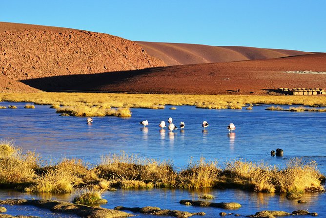 El Tatio Geysers Tour from San Pedro de Atacama - Is the $62 price good value?