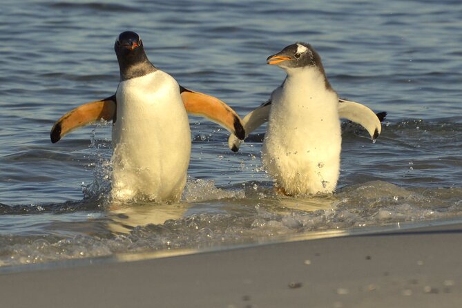 Falkland Islands Shared Tour Sightseeing with Penguins - Key points to know before you book