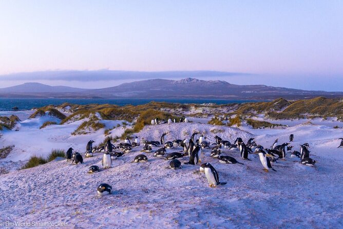 Falkland Islands Shared Tour Sightseeing with Penguins - Meeting at the Stanley tender jetty