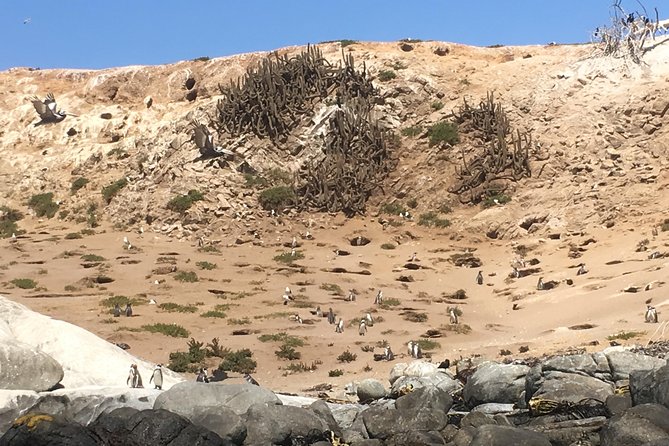 Fr STGO: WILD PENGUINS, SEALION, SANDBOARD, PARAGLIDING & PICNIC - Why this is more than a penguin trip