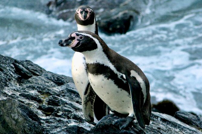 Fr VALPO: WILD PENGUINS, SEALION, SANDBOARD, PARAGLIDING & PICNIC - Key things to know before booking