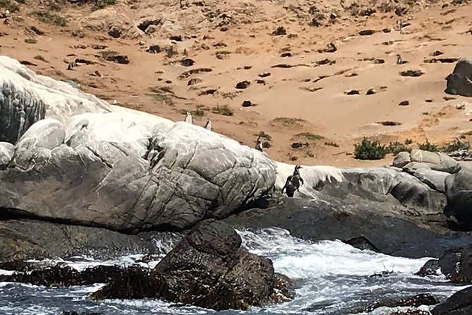Fr VALPO: WILD PENGUINS, SEALION, SANDBOARD, PARAGLIDING & PICNIC - Chilean lunch above the Pacific