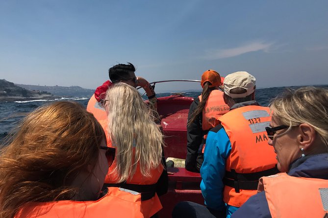 Fr VALPO: WILD PENGUINS, SEALION, SANDBOARD, PARAGLIDING & PICNIC - Who will enjoy this day most