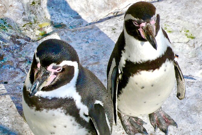 Fr VALPO: WILD PENGUINS, SEALION, SANDBOARD, PARAGLIDING & PICNIC - From Valparaíso’s fish market to the open coast