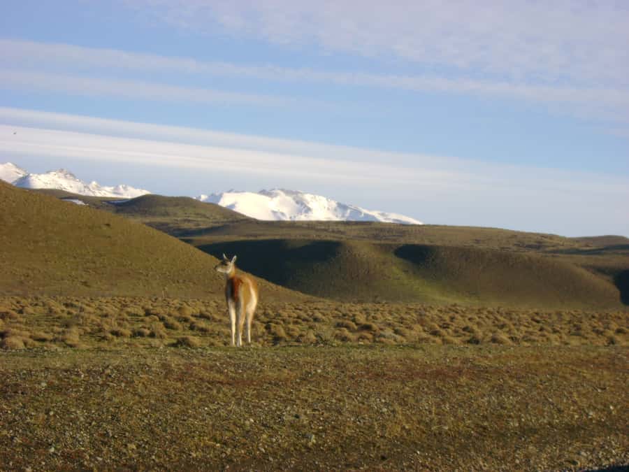 From Puerto Natales: Torres del Paine National Park Trip - Salto Grande and the Cuernos in a 10-minute walk