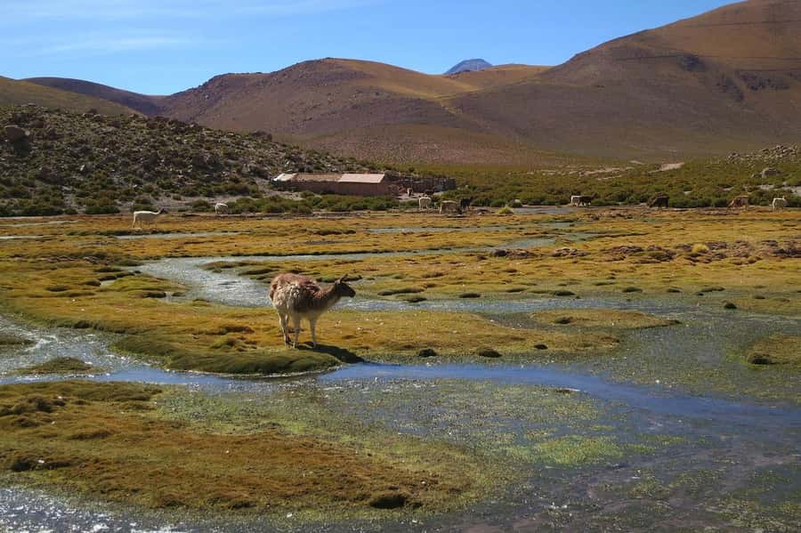 From San Pedro de Atacama: Geysers del Tatio Half-Day Tour - Cold weather is part of the experience