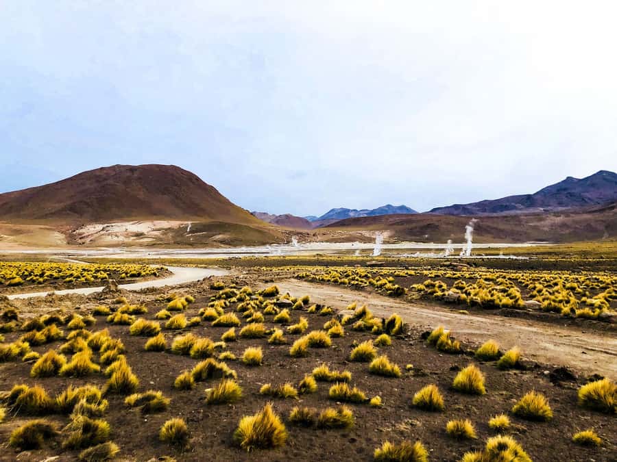 From San Pedro de Atacama: Geysers del Tatio Half-Day Tour - Breakfast after the steam and cold