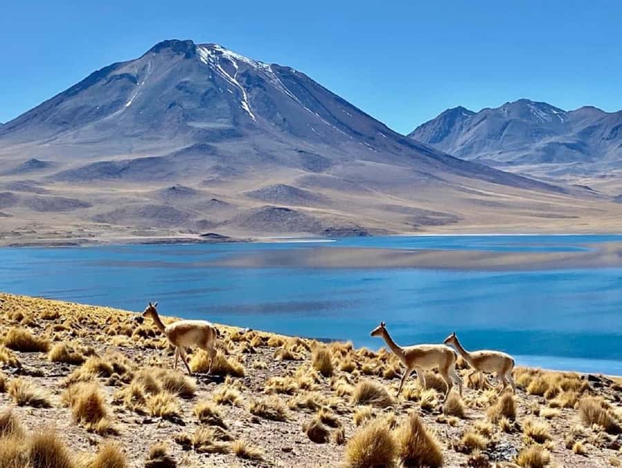 From San Pedro de Atacama: Lagoons and Piedras Reds - Socaire shows how farming survives in the desert