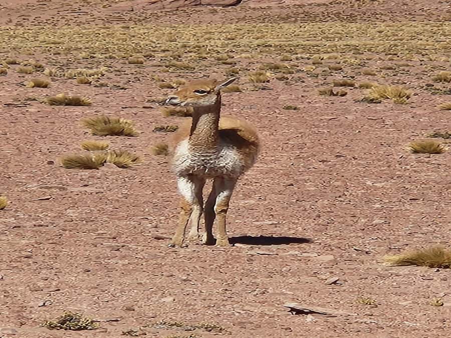 From San Pedro de Atacama: Lagoons and Piedras Reds - The Red Stones and the force of weather