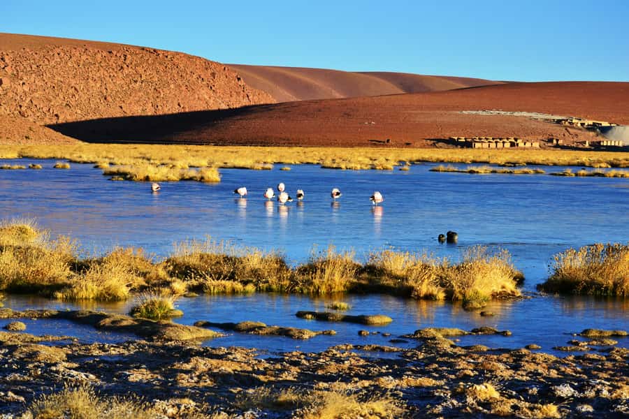 From San Pedro de Atacama: Tatio Geysers and Machuca Tour - Key points to know before booking