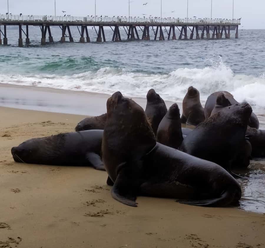 From Santiago: Highlights of Valparaiso and Viña del Mar - Reñaca Beach and the Pacific coast