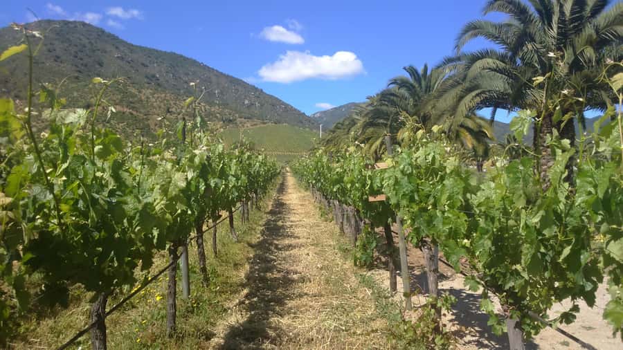 From Santiago: Isla Negra, Pablo Neruda Museum & Winery Tour - Key points at a glance