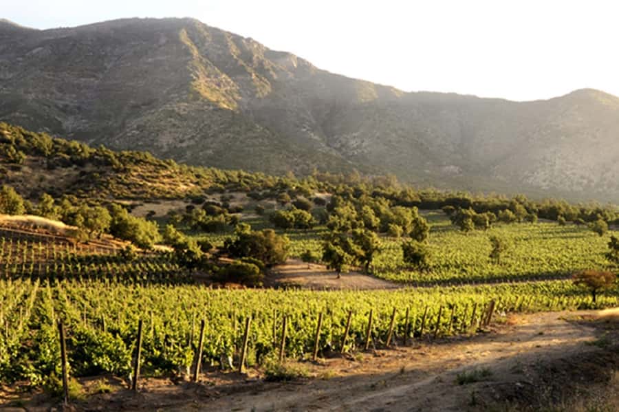 From Santiago: Maipo Valley Wine Tour - Why the tastings work best as a comparison