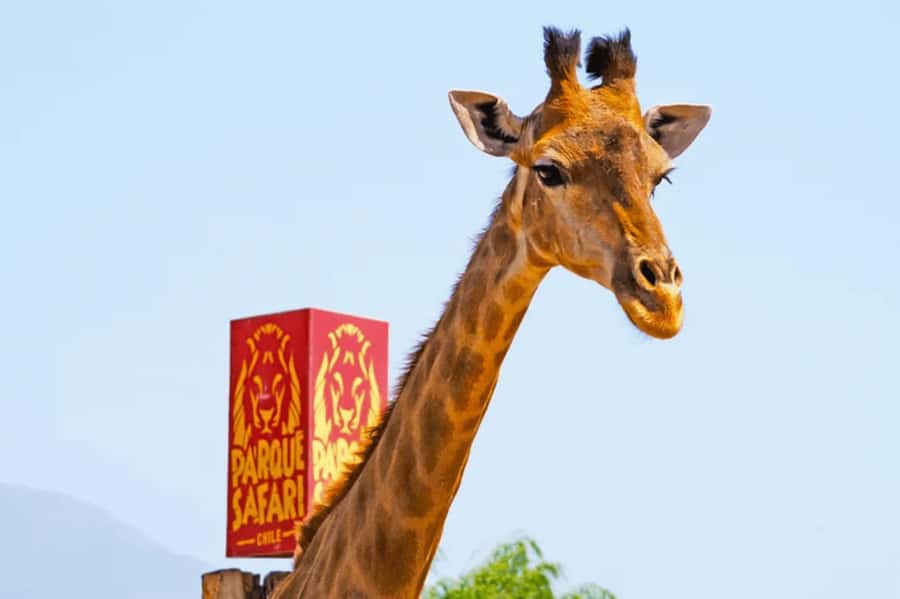 From Santiago: Safari Park, a wild experience - Playground activities for the final hour