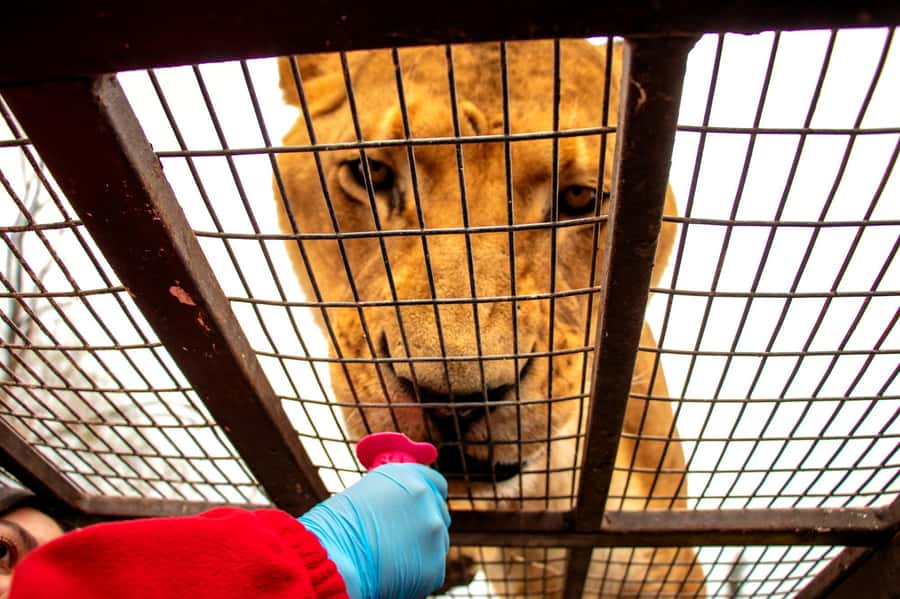 From Santiago: Safari Park, a wild experience - What this day trip from Santiago is really like