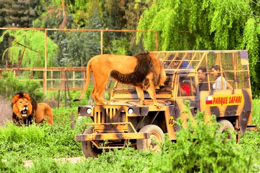 From Santiago: Safari Park, a wild experience - Big Cats Safari: the closest and most dramatic section