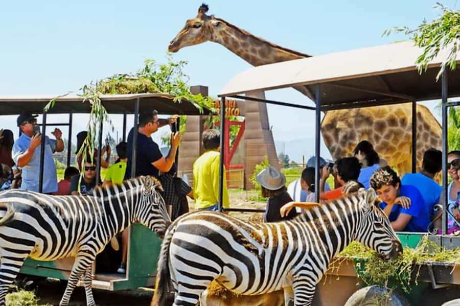 From Santiago: Safari Park, a wild experience - Jurassic Safari adds a playful change of scene