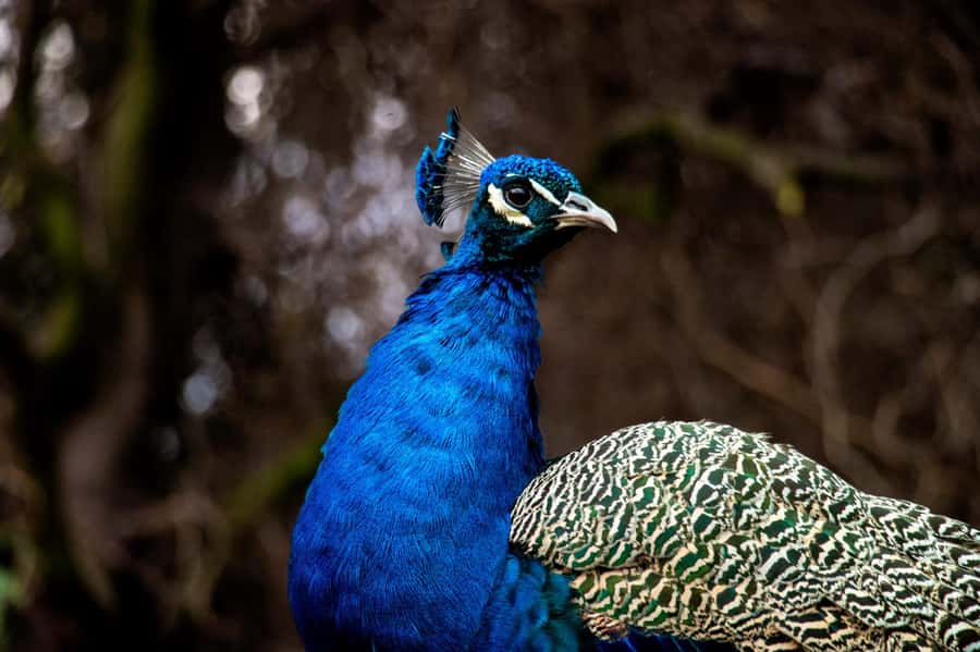 From Santiago: Safari Park, a wild experience - Rehabilitation work with native Chilean wildlife