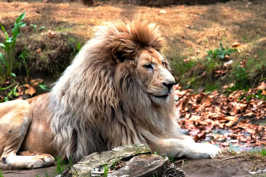 From Santiago: Safari Park, a wild experience - Lunch takes 1.5 hours, but you pay separately
