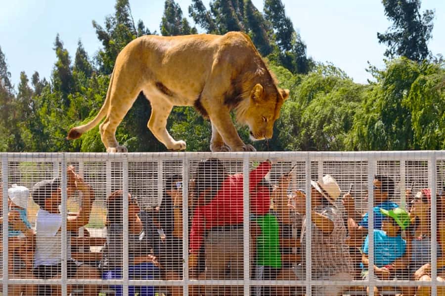 From Santiago: Safari Park, a wild experience - Leaving Santiago in a small group