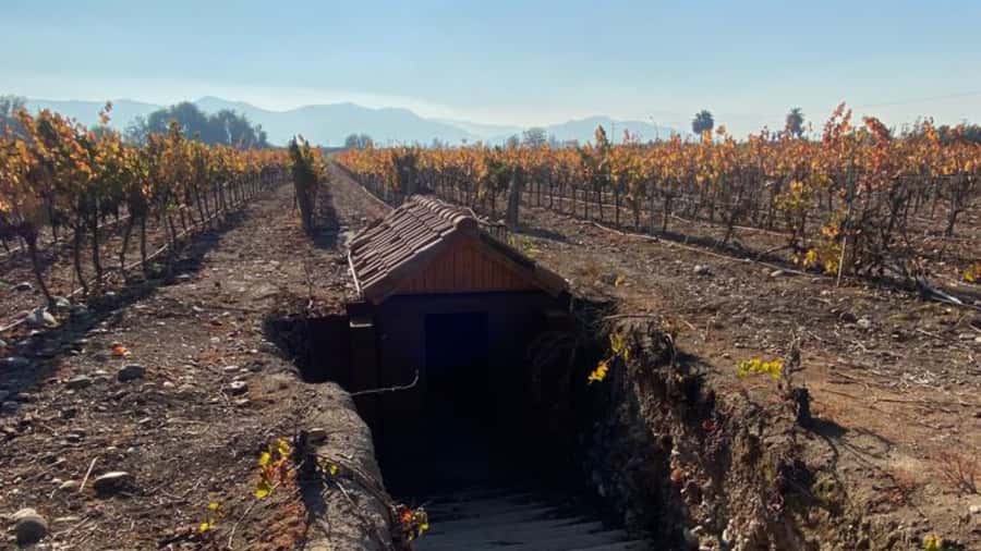 From Santiago: Undurraga Winery Tour with Tasting - Walking Through The Vineyards And Grape Garden