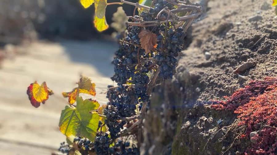 From Santiago: Undurraga Winery Tour with Tasting - Aliwen And The Mapuche Worldview