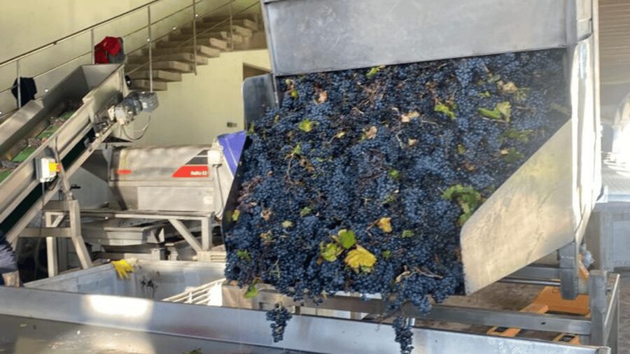 From Santiago: Undurraga Winery Tour with Tasting - The Wine Tasting: What You Actually Get
