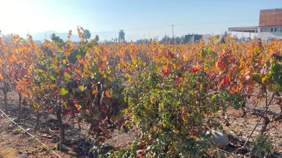From Santiago: Undurraga Winery Tour with Tasting - Language, Timing, And Transport Concerns