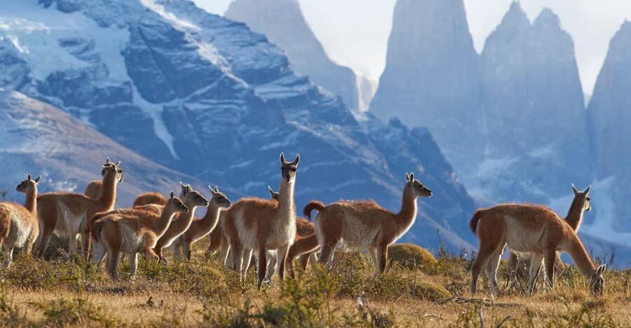Full-Day Torres del Paine National Park from El Calafate - What the $304 price really buys you