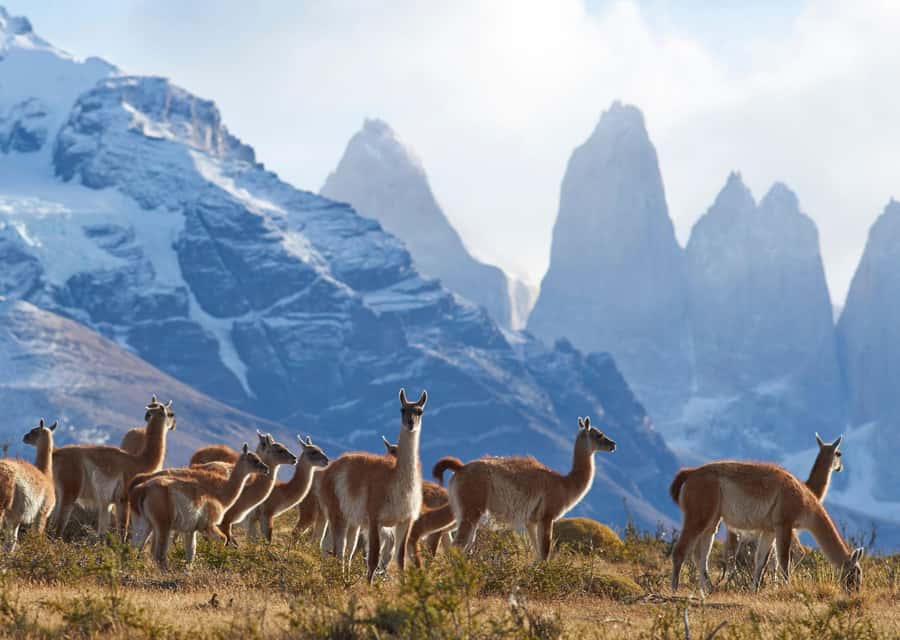 Full-Day Torres del Paine National Park from El Calafate - Cancha Carrera and Cerro Castillo