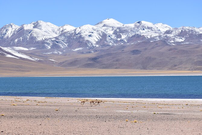 Full Day Tour Piedras Rojas Altiplanic Lagoons Chaxa Lagoon - Three hours among the red rocks of Aguas Calientes Sur