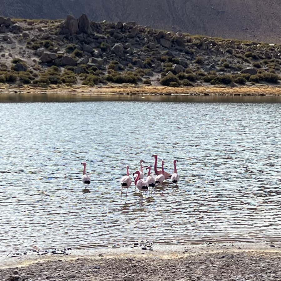 Geysers del Tatio: Sunrise and breakfast in Atacama - Machuca village and the wider Andean setting