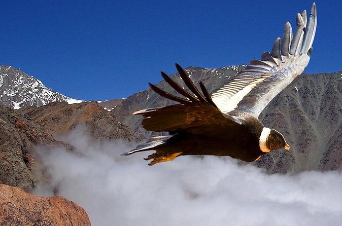 Half Day Private Trip to Valle Nevado with Cheese and Wine Carbon Neutral trip - Chilean Wine and Cheese With a 360-Degree View