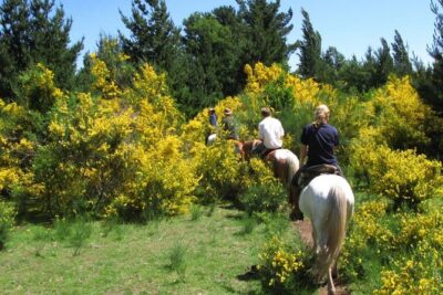 Horseback Trailride Excursion