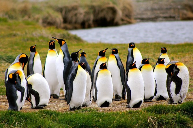King Penguin Nature Reserve - Tierra del Fuego Island - Five things to know before you book