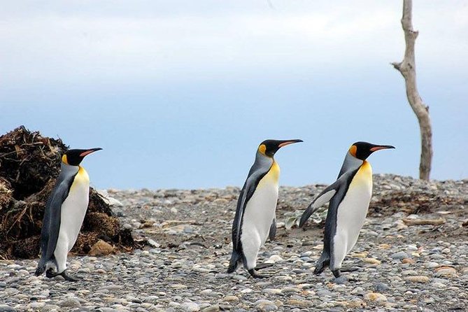 King Penguin Nature Reserve - Tierra del Fuego Island - Why the King Penguin Reserve is worth such a long day