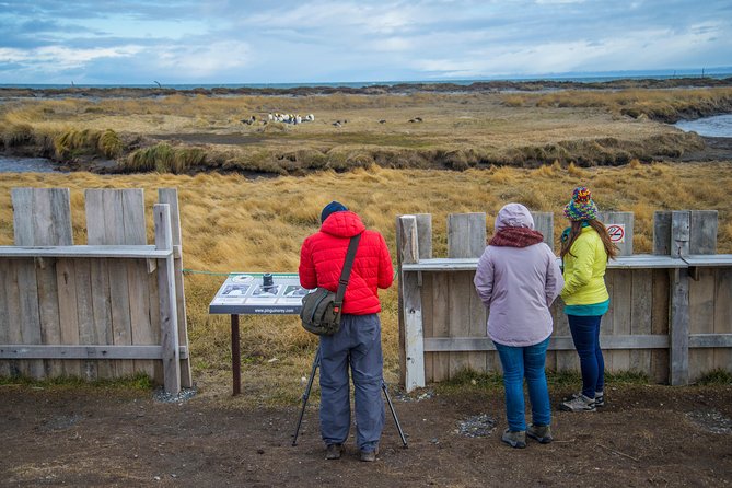 King Penguin Nature Reserve - Tierra del Fuego Island - A 5:00 am start and a day built around ferry timing