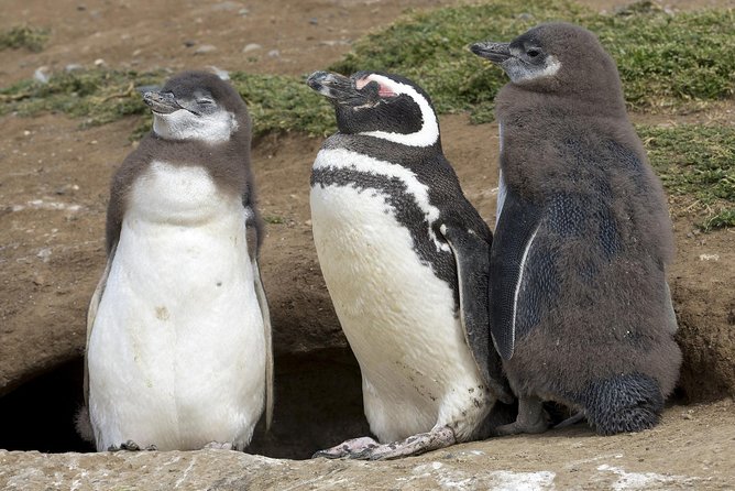 Magdalena Island Penguin Tour by Boat from Punta Arenas - Why this short Punta Arenas outing is worth your time